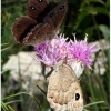 satyrus ferula male female2